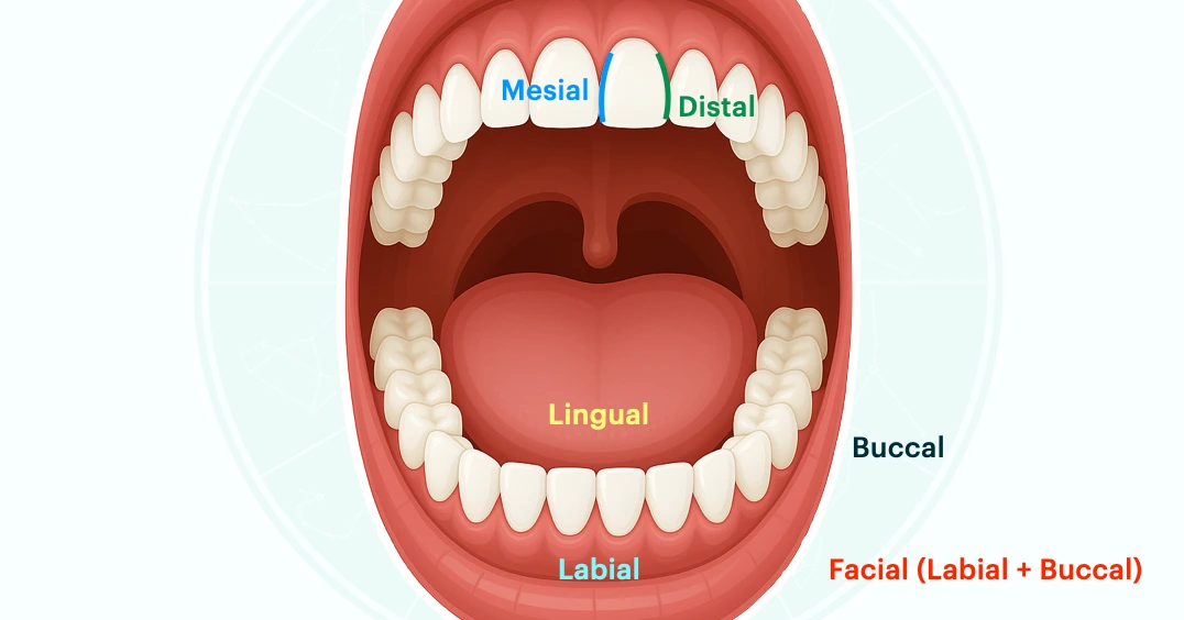 Surfaces of Teeth Tooth surfaces: Mesial, Distal, Labial/Buccal, Lingual
