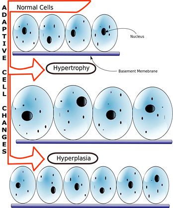 This file is licensed under the Creative Commons Attribution-Share Alike 3.0 Unported license.