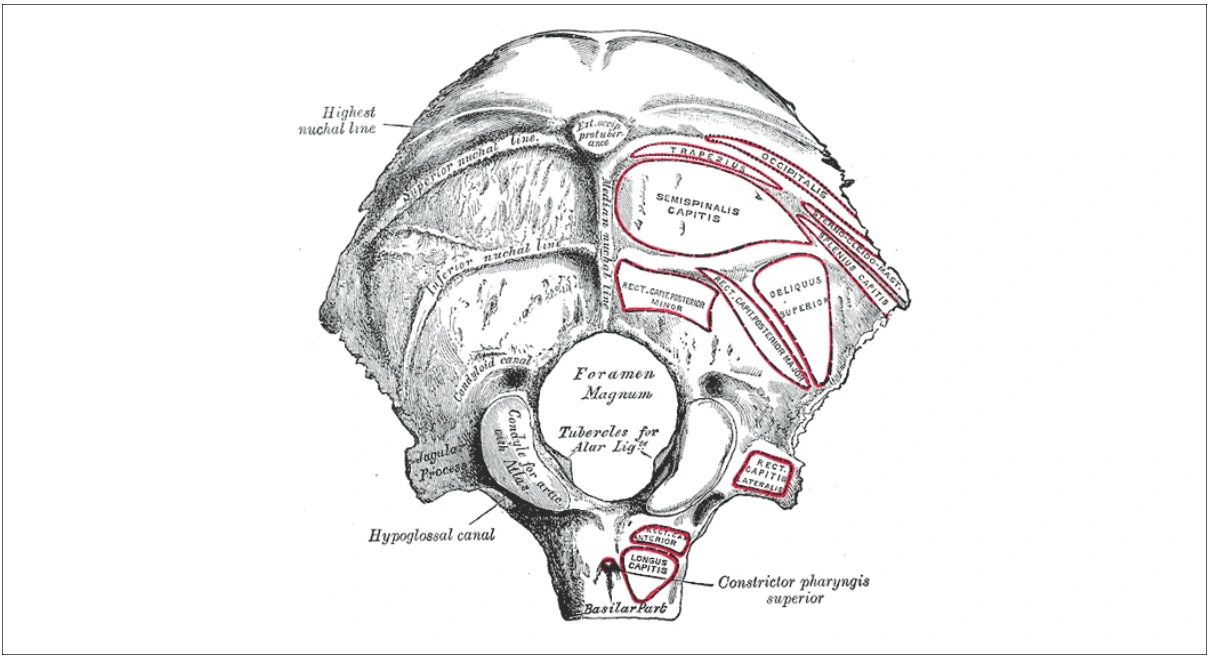 External surface of occipital bone showing parts, borders and features.