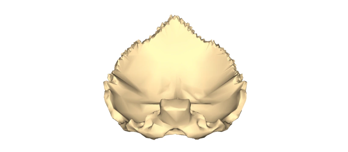 Anatomical Position of Occipital Bone