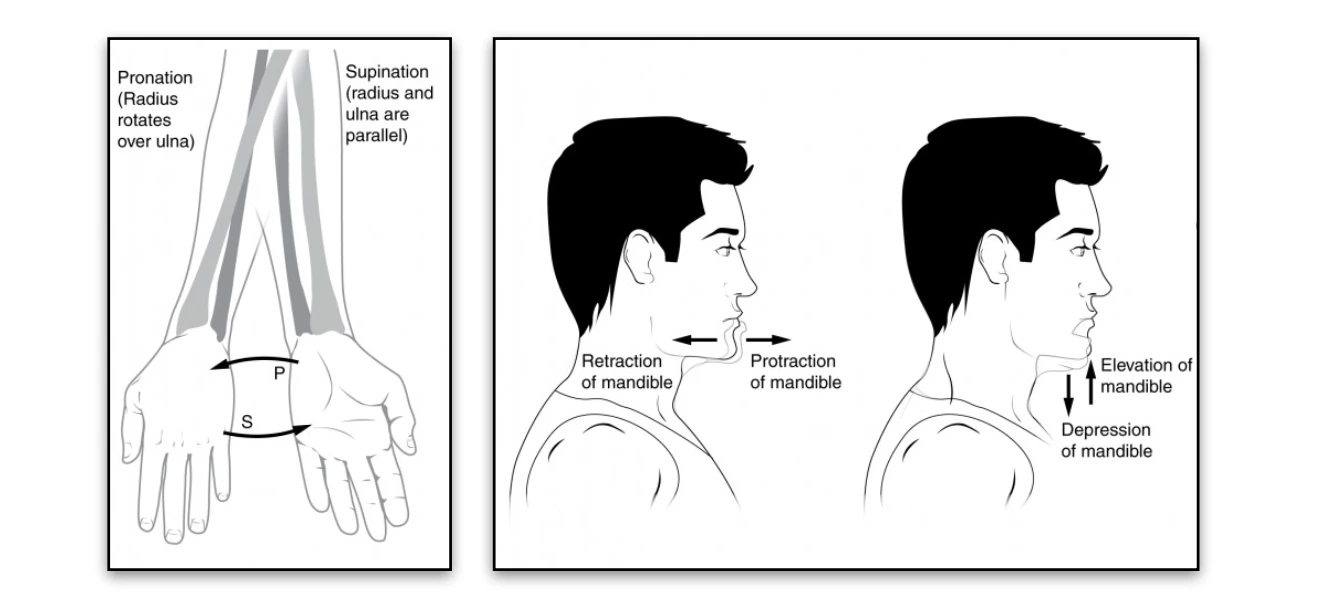 Pronation-Supination, Protraction-Retraction, Elevation-Depresion Pronation Supination, Protraction-Retraction, Elevation-Depresion
