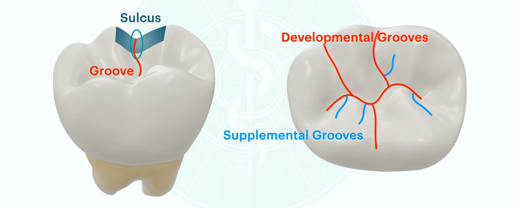 Sulcus, developmental groove, supplemental grooves
