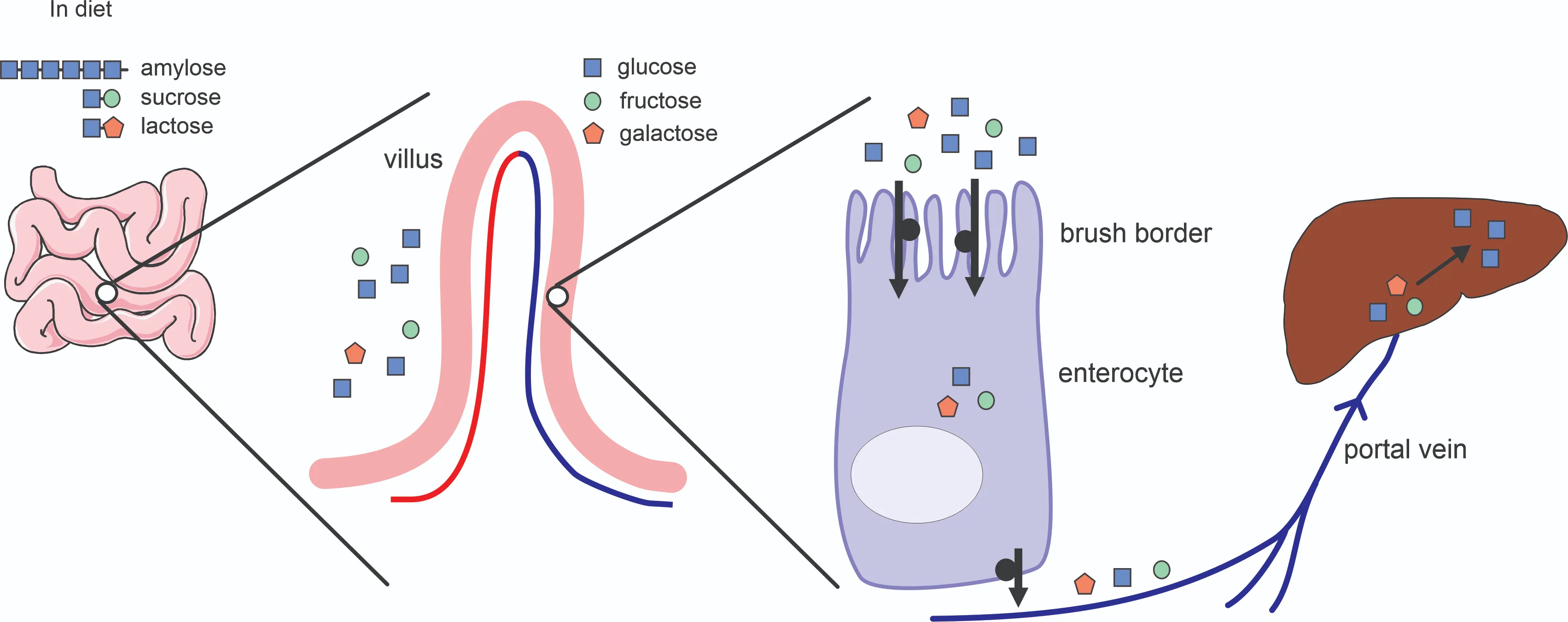 Intestinal carbohydrate absorption and digestion