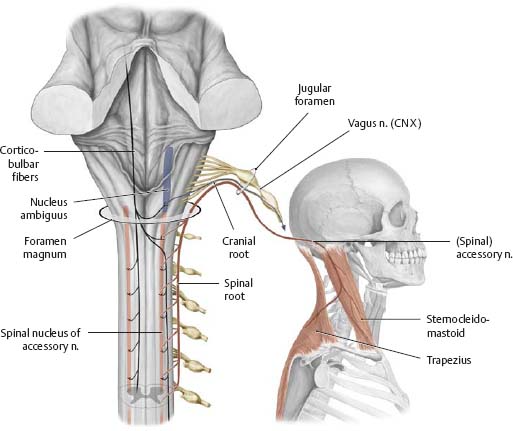 Accessory Nerve Course