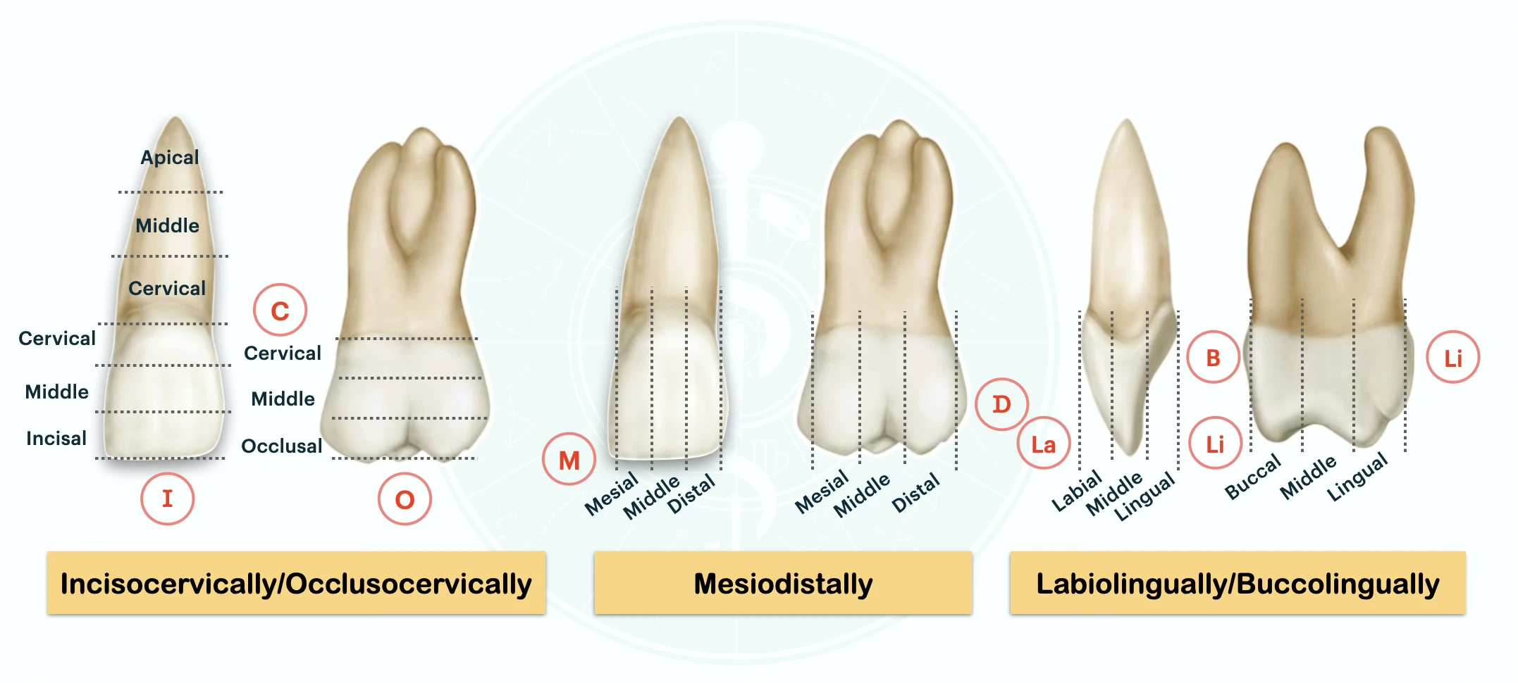 Divisions Divisions of crown and root