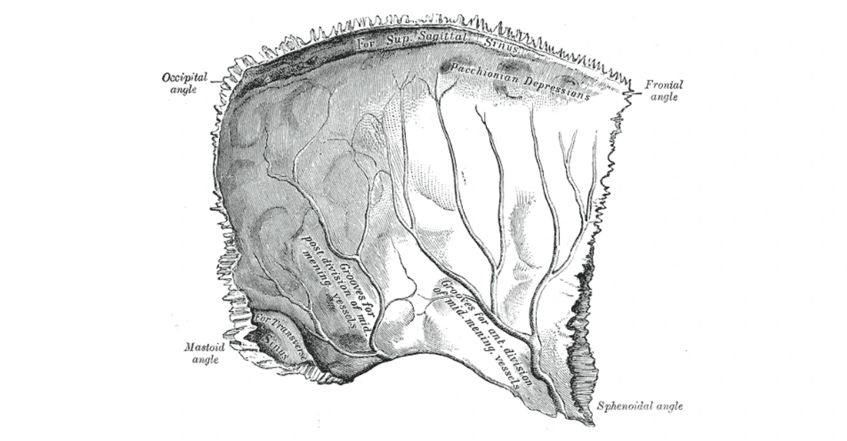 Inner surface of Parietal bone with features