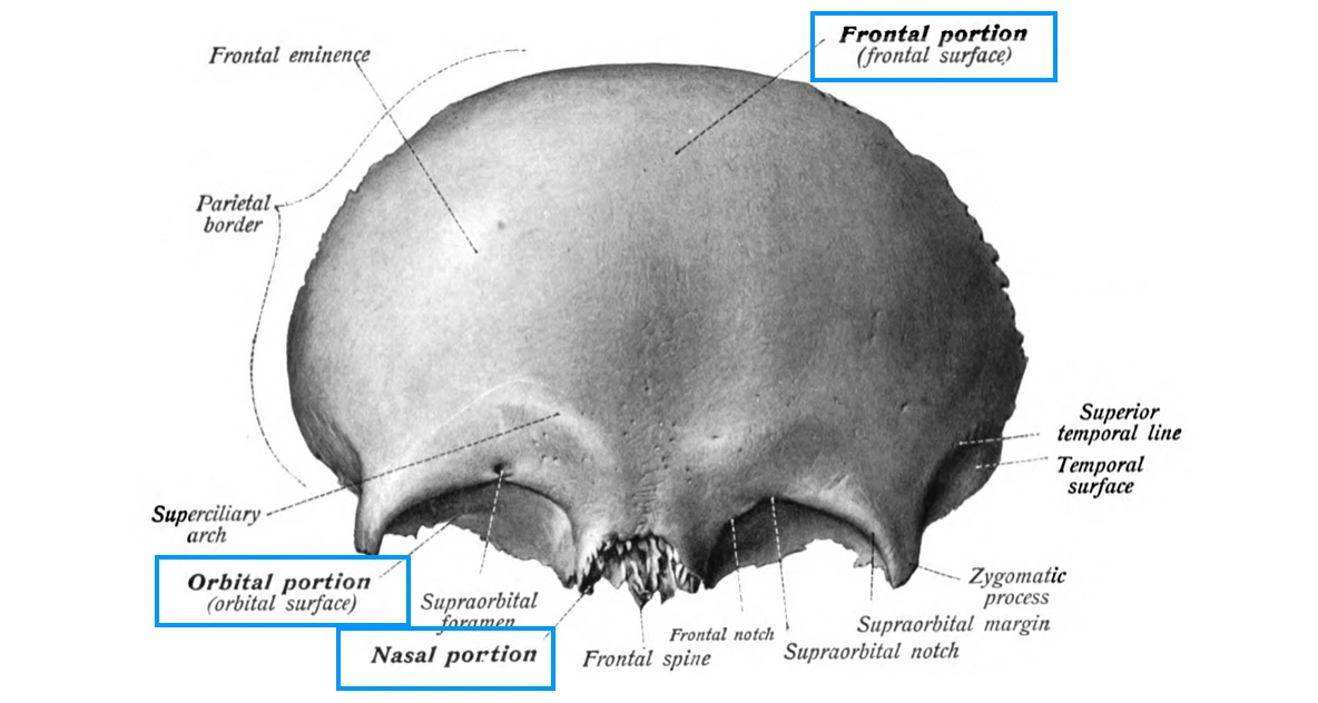 External surface of frontal bone showing parts, borders and features.