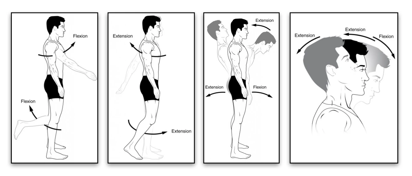 Flexion Extension Flexion and Extension movements