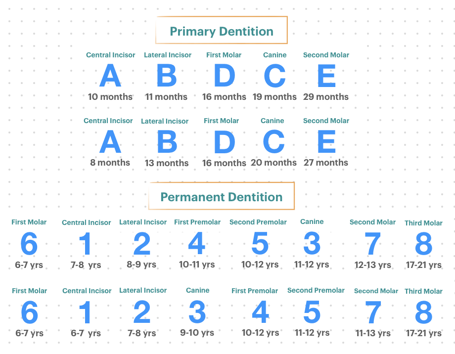 Chronology of Human Dentition Eruption sequence of primary and permanent teeth