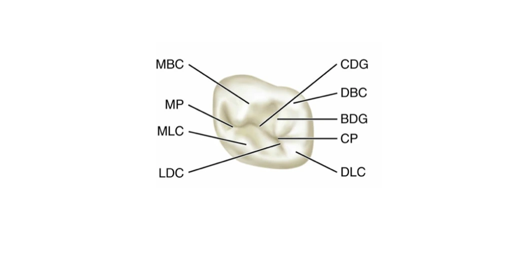 Occlusal Aspect Primary Mandibular First Molar Occlusal surface of primary lower first molar
