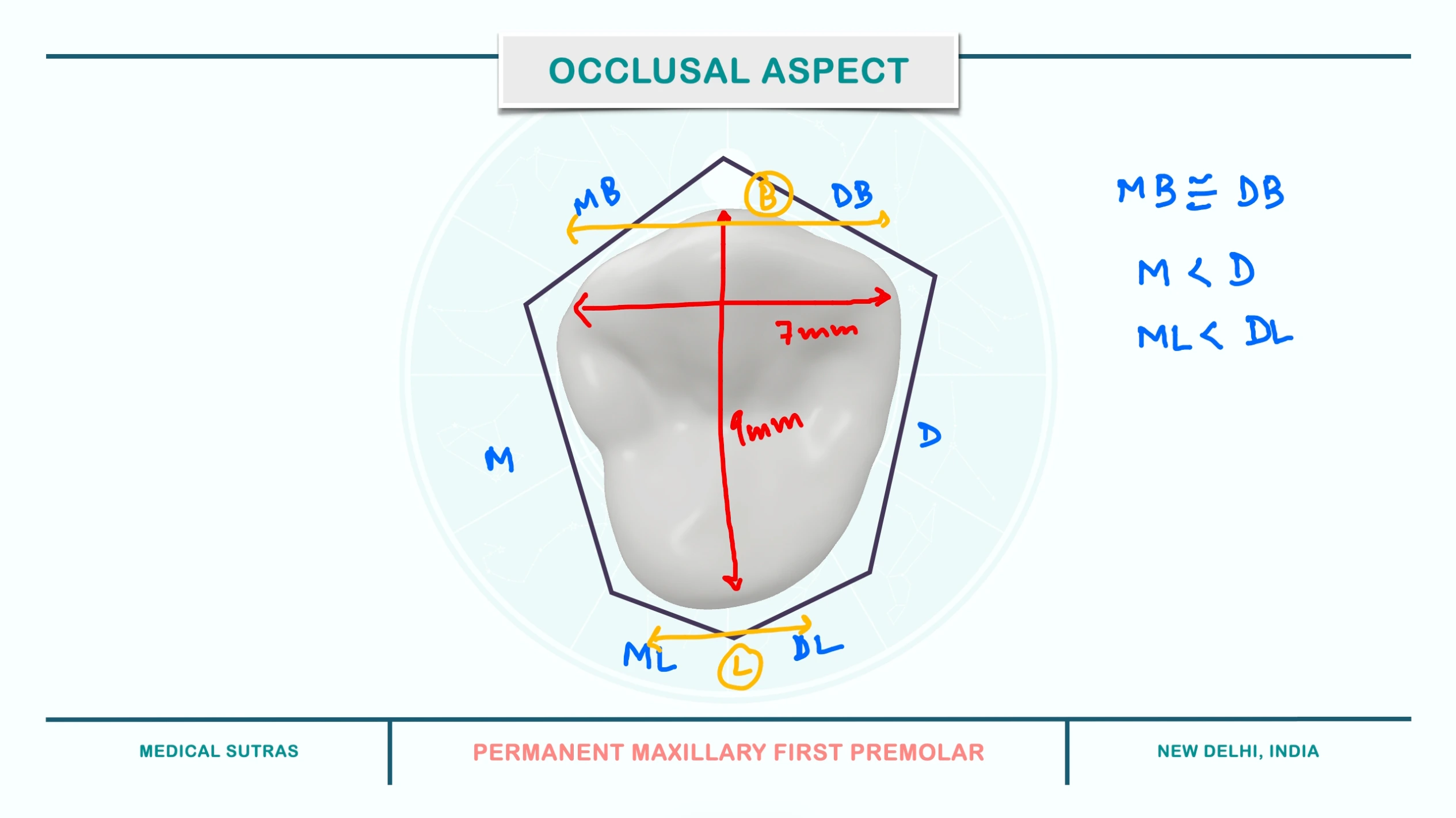 Occlusal Aspect Permanent Maxillary First Premolar